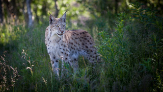 Lynx tallgrass forest closeeyes nature - a lynx free wallpaper