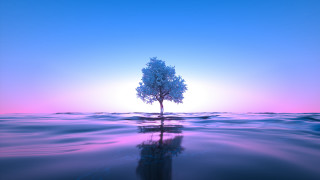 Lone tree reflection sunset horizon - c4d free wallpaper