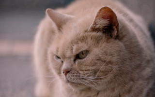 Sad cat on couch photorealistic - a couch free wallpaper