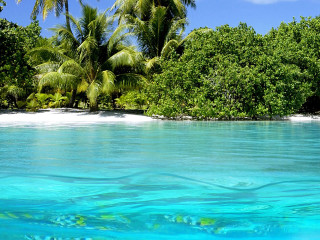 Lake beach trees sky sand - tree and bushes free wallpaper