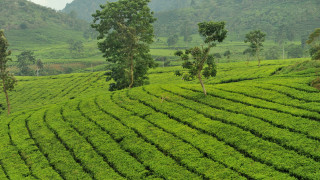Lush green field trees mountains 2 - isometric free wallpaper