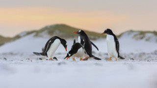 Penguins snow mountains sunset flock - a group of penguins free wallpaper