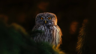 Bird glowing eyes detailed photorealistic - and a blurry background free wallpaper