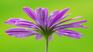Purple flower green background blurry 3 - a green background in the background free wallpaper