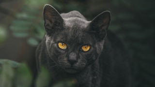 Black cat yellow eyes vanitas 5 - symmetrical eye free wallpaper