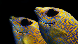 Yellow fish black spots holography - black spot free wallpaper
