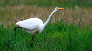 White bird tall grass open - a long neck free wallpaper