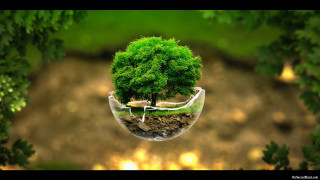 Tree glass vase inside another - inside free wallpaper for desktop