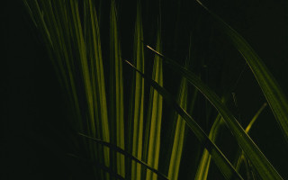 Close up plant long green - cedric seaut free wallpaper