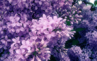 Purple flowers bloom sunlight blurry - a blurry background of the flowers free wallpaper