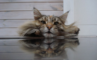 Cat reflection stilllife illusion photorealistic - optical illusion free wallpaper