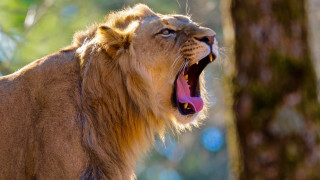 Lion open mouth wildlife photography 2 - mouth wide free wallpaper