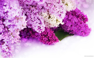 Purple flower bouquet wisteria daisy - a green leaf free wallpaper