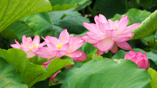 Pink flowers green leaves water 4 - chang daichien free wallpaper