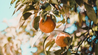 Orange tree berries leaves sunny - ripe free wallpaper
