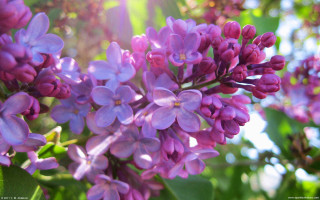 Purple flowers blooming tree branch 2 - the leaf free wallpaper