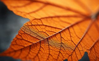 Leaf closeup yellow center naturalism - visible free wallpaper