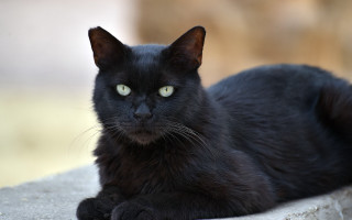 Black cat green eyes rock - a rock wall free wallpaper