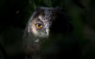 Yellow eye bird closeup glowing - a yellow eye free wallpaper
