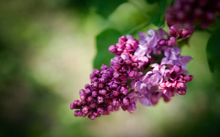 Purple flower bloom macro bokeh - a tree branch free wallpaper for desktop