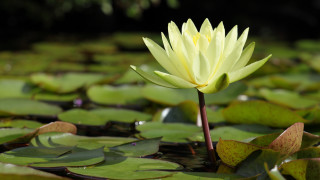 Yellow flower water lilies nature - free nature wallpaper