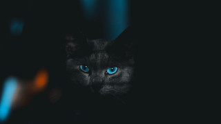 Blue eyes cat glowing dark - the camera in the dark free wallpaper