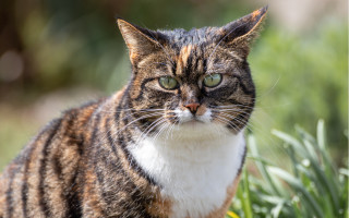 Cat green eyes sad grass - angry free wallpaper