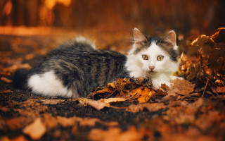 Cat leaves woods autumn blurry - a blurry background of trees free wallpaper