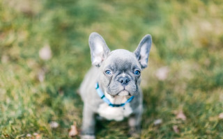 Small gray dog green field - a blue collar free wallpaper