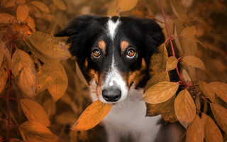 Dog peeking bush leaves brown - face free wallpaper for desktop