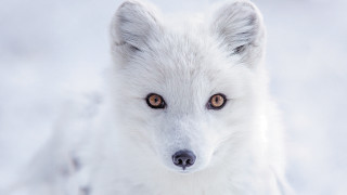 White fox snow curious eyes - brown eye free wallpaper