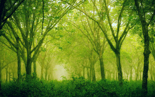 Green forest trees bushes fog - a green forest free wallpaper