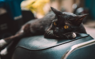 Black cat leather chair yellow - a black cat free wallpaper
