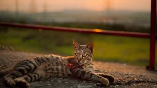 Cat sunbathing fence field art - a cat free wallpaper for desktop