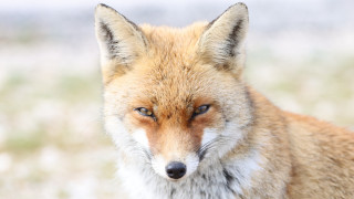 Fox eye closeup furry puzzle - ahead free wallpaper