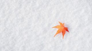 Leaf snow autumn jigsaw winter - a single leaf free wallpaper for desktop
