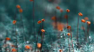 Orange flowers bokeh christmas lights - deep free wallpaper