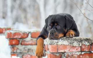 Dog snow brick wall resting - his head on free wallpaper