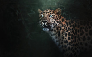 Leopard blue eyes dark forest 2 - the dark forest free wallpaper