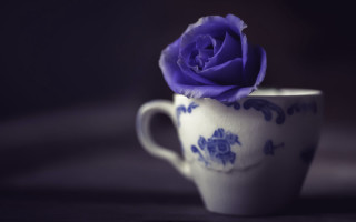 Purple rose white cup still - a white cup free wallpaper