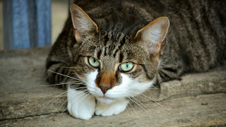 Cat green eyes laying on - a wooden bench free wallpaper