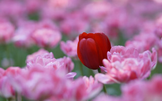 Red tulip pink flowers spring - dirck van der lisse free wallpaper
