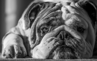 Black white dog lying floor - his head on free wallpaper
