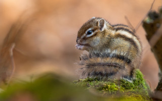 Chipper chipmunk mossy branch blue - optical illusion free wallpaper