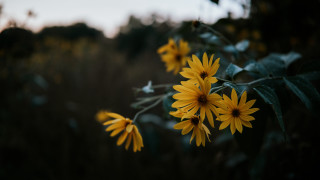 Yellow flower field blurry background 2 - a blurry sky in the background free wallpaper