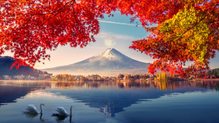 Swans lake autumn red leaves - japan aimitsu free wallpaper