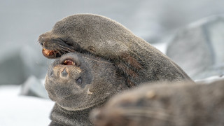 Seal sitting snow head back - a seal free wallpaper