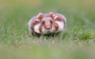 Chippy rodent grass smiling nature - a small rodent free wallpaper