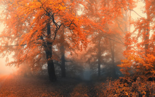 Foggy forest autumn fire mist - tree in the background free wallpaper