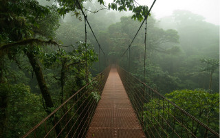 Suspension bridge forest rain fog - liminal space free wallpaper